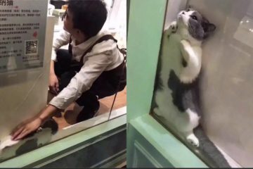 貓咖啡店「打工喵」躲牆角抵抗見客：本喵不想工作　別逼我！